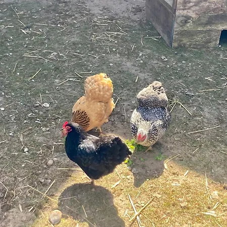 Kranich By Fewo-plan Wing141 Naehe Naturpark Wingst Appartement